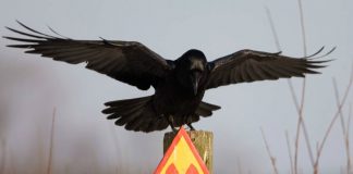 Ворон на столбе со знаком «Радиационная опасность»