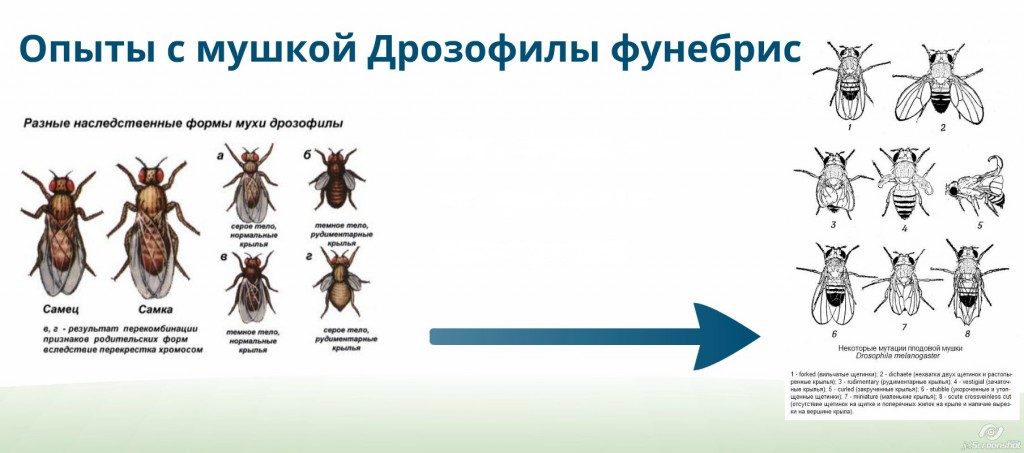 public-putin-liniya-funebris