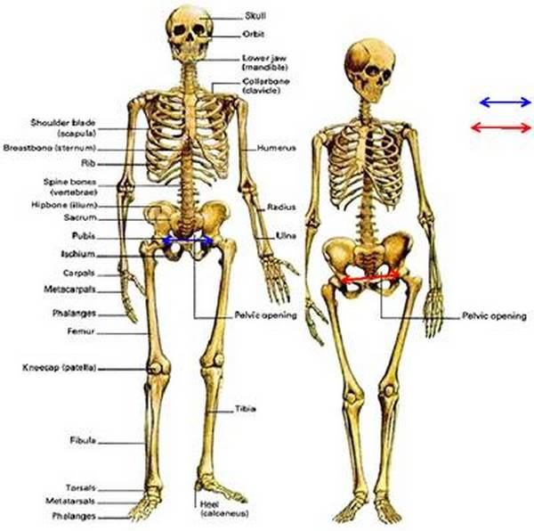 Разница в строениях мужского и женского скелетов